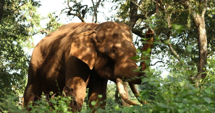 പൂപ്പാറ ചൂണ്ടലിൽ റോഡിലിറങ്ങിയ കാട്ടാനയെ കാറിടിച്ചു